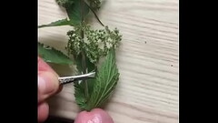 Straffe muss sein vom Schwanz meines Sklaven Thumb