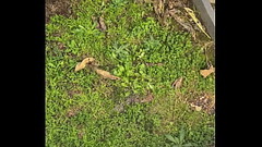 Solo outdoor piss Thumb
